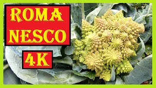 Romanesco anbauen 🌱 Von der Aussaat bis zur Ernte  Romanesco Blumenkohlvariante im Garten anbauen [upl. by Aicenek]