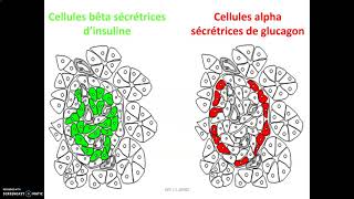 Insulin function physiology  Actions of insulin  Endocrine physiology [upl. by Mcroberts]