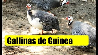 GALLINAS DE GUINEA GALLINETAS GALLINA GRIS [upl. by Haleak]