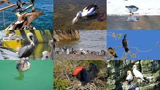 Seabirds for Children – Sea animals – English Paradise Kids Fun amp Educational Learning Video [upl. by Ashly663]