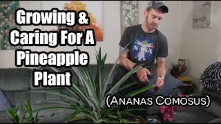 How to Grow and Care for The Pineapple Plant Ananas comosus [upl. by Heddi]