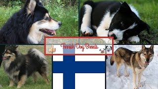 Finnish Dog Breeds [upl. by Nnylkoorb]