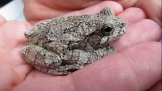 Grey Tree Frog [upl. by Ybab596]