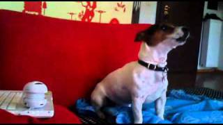 Jack Russel Marla sings Luis Armstrong [upl. by Spense870]