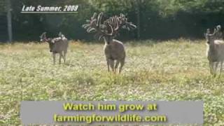 World Record Buck Largest Whitetail EVER [upl. by Olcott]