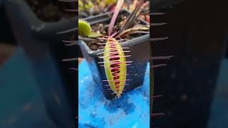 3 Facts About The Venus Flytrap [upl. by Ariaz]