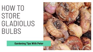 How to Store Gladiolus  Gladioli Bulbs  Garden Ideas  Peter Seabrook [upl. by Jessy448]