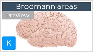 Brodmann areas of the cerebral cortex preview  Human neuroanatomy  Kenhub [upl. by Tasia942]