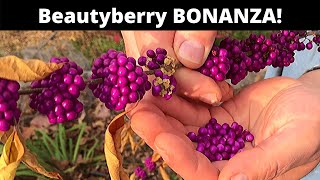 Beautyberry grow and eat a SPECTACULAR berry [upl. by Bourn]