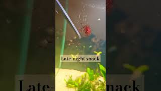 Delightful Bloodworm Feast for the Recovering Community worms minecraft trendinglatenightvibes [upl. by Muncey]