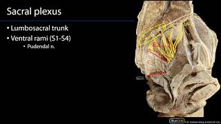 Sacral Plexus and Pudendal Nerve M1 Perineum SDV [upl. by Borlase]