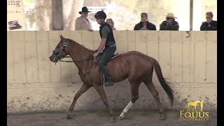 RETRAINING THE OFF THE TRACK THOROUGHBRED OTTB [upl. by Croydon]