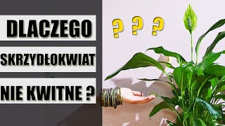 Dlaczego liście skrzydłokwiatu żółkną zasychają lub brązowieją [upl. by Aehtela]