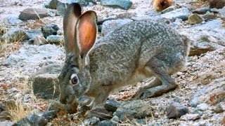 BlackTailed Jackrabbit Rips Up High Desert Grasses to Eat [upl. by Miller]