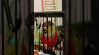 crimson bellied conure talking [upl. by Faline]