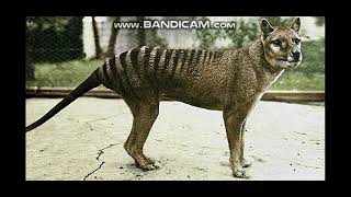 Tasmanian Tiger Sounds [upl. by Nnywg]