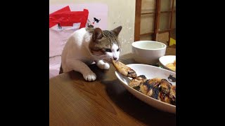 Cats Who Steal Food Or Try To A Compilation [upl. by Pero]