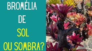 VIAJANDO E CONHECENDO PLANTAS Conheça uma floricultura gigante e seu Bromeliário [upl. by Ixela]