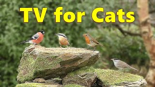 Birds for Cats to Watch  Cat TV Delight ⭐ 8 HOURS ⭐ [upl. by Vivyanne206]