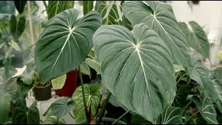 ［ 大麥克蔓綠絨 Philodendron dean mcdowell ］ PIBI GARDEN植物圖鑑011 [upl. by Eirrotal797]