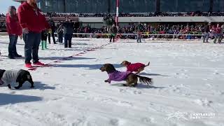 Skijoring at Canterbury Park [upl. by Cosmo]