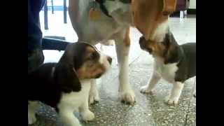 Dog mom ends beagle puppies fight [upl. by Raff]