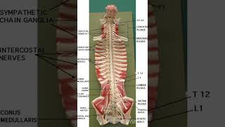 Spinal nerve model medicalstudent physiotherapy nerve shorts easylearning [upl. by Senior]