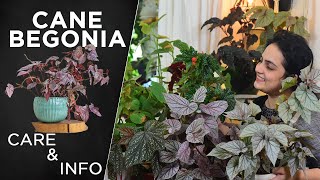 How to care for Cane Begonia All you need to know  Tips amp Tricks [upl. by Hterag]