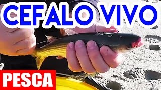 INNESCO del CEFALO VIVO Surfcasting  pesca in mare [upl. by Galven]