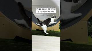 캣휠 처음 타보는 고양이 반응 [upl. by Ewan]