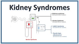 KIDNEY SYNDROMES  Bartter Syndrome Gitelman Syndrome Liddles Syndrome  NEET [upl. by Mazlack]