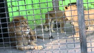 釧路市動物園 ライオン・ゆうひ「しつこいぞ」 [upl. by Laurene543]