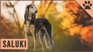 Saluki Dog Breed  The Persian Sighthound [upl. by Eldnek175]