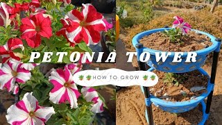 पिटुनिया का टॉवर बनाएmake petunia plant tower very easy 🫒🍂shorts viral nature india [upl. by Atlante]