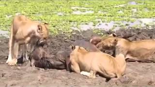 Lion Kill Suffocating and eating Testicles and Penis OFF [upl. by Birgitta]