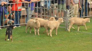 Sheepdog Trials 2017 [upl. by Pellet]