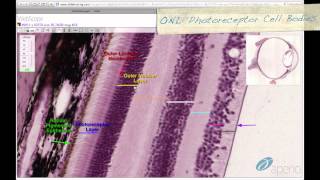 Histology Helper  Eye amp Ear Histology [upl. by Tova]