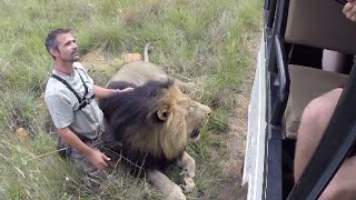 Walking With The Volunteers  The Lion Whisperer [upl. by Bibeau]