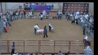 Market Swine Show 2023 Osceola County Fair [upl. by Rubenstein]