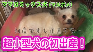 【ミックス犬】超小型犬の出産①予想外の仔犬が産まれた…【マルポメ】 [upl. by Calondra]