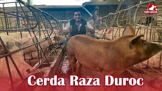 Raza porcina DUROC  Características y consejos  Granja San Lucas [upl. by Delos]