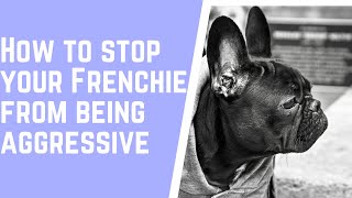 How To Stop My French Bulldog From Being Aggressive [upl. by Amby]