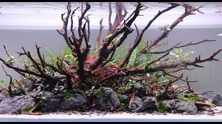 Aquascape 1200 Step by Step Video New Nature Aquarium by AG [upl. by Beniamino472]