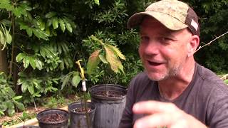 Avocado Tree from Seed to Fruit [upl. by Issej]