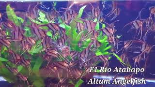 Rio Atabapo F1 Pterophyllum Altum angelfish tank raised [upl. by Bound]