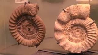 Wissensmix Was sind Fossilien [upl. by Kirtap]