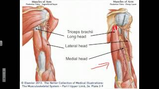 Elbow Joint Flexion Extension Supination Pronation [upl. by Idok]