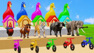 5 Gaint Duck Cartoon Cow Elephant Buffalo Tiger Chicken Transfiguration Funny Wild Animal [upl. by Ahseya]