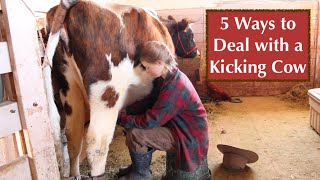 How to Milk a Kicking Cow  5 Great Ideas [upl. by Tiloine]