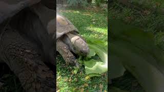 Feeding a Greek tortoise 🐢 [upl. by Aivatnuhs]